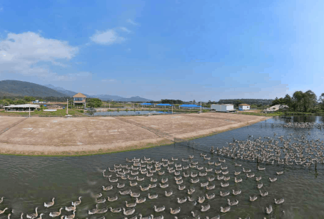 ng电子游戏